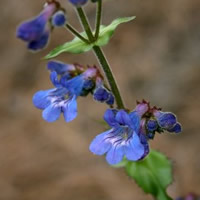 Penstemon wilcoxii flower